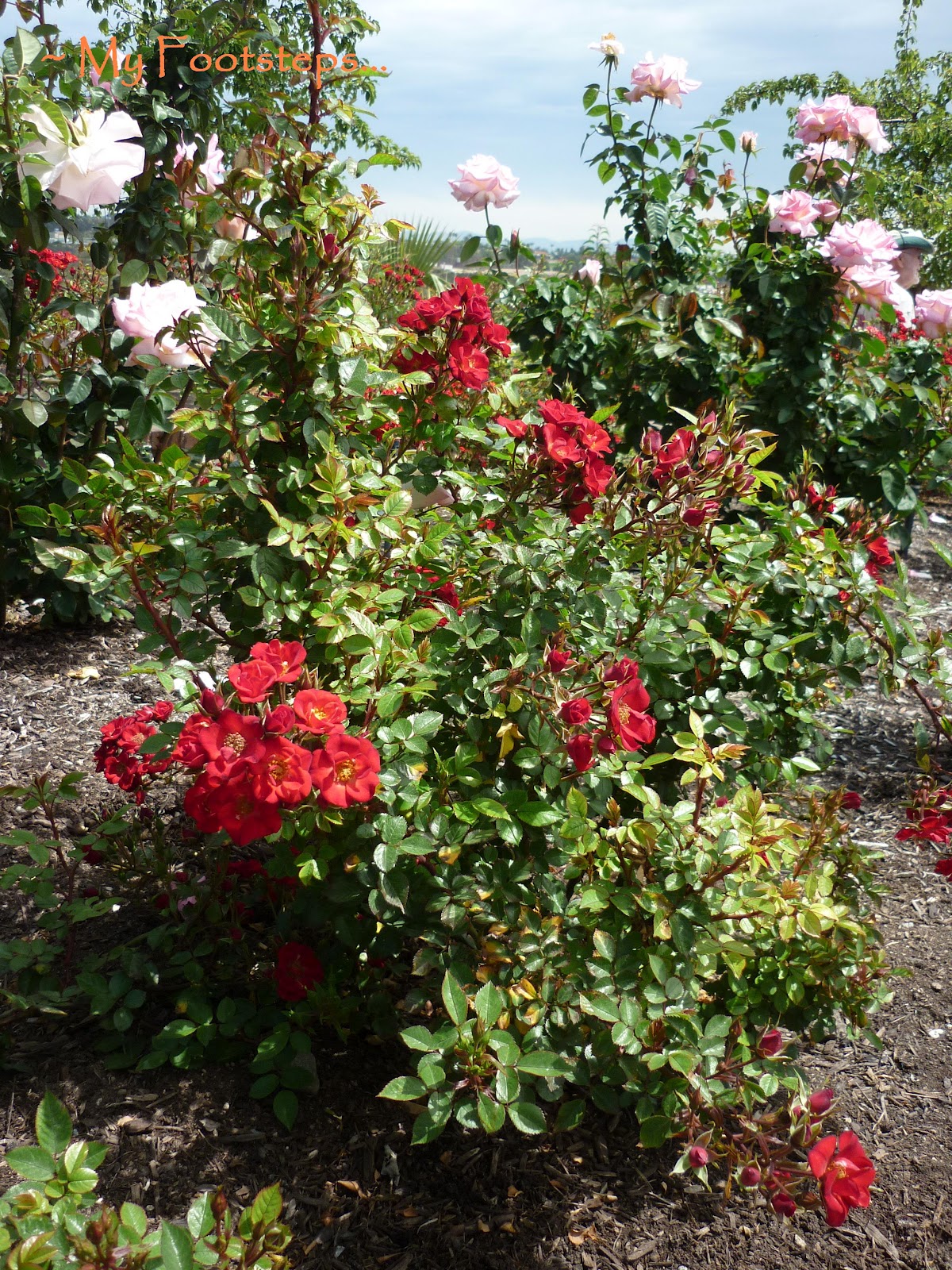 Balboa Desert  Rose Garden Hidden San Diego